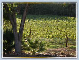 Winery in Page Springs Arizona