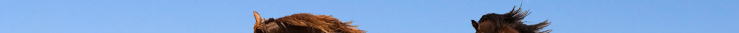 Sedona horse properties