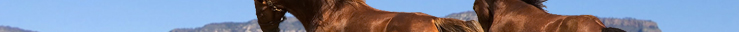 Arizona horse properties for sale