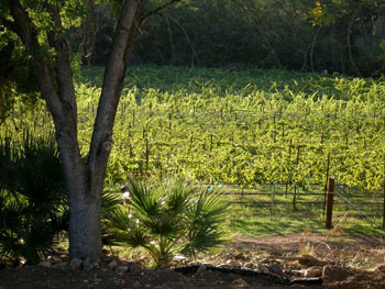 Page Spring Wineries and Vineyards - Real estate in rural Arizona